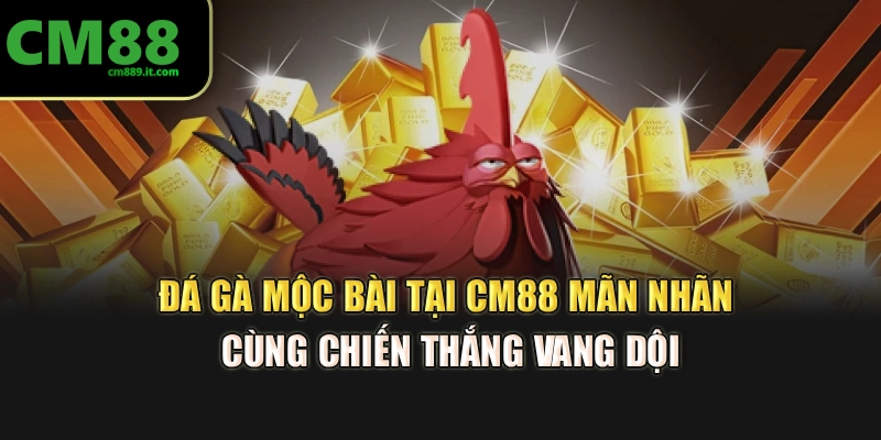 Đá Gà Mộc Bài Tại CM88 Mãn Nhãn Cùng Chiến Thắng Vang Dội