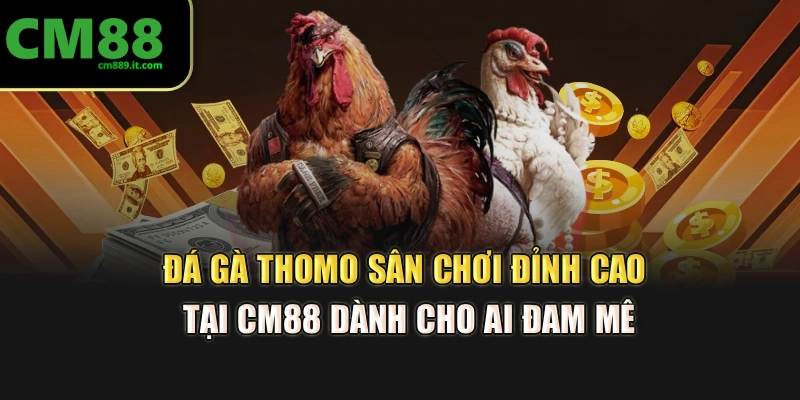 Đá Gà Thomo – Sân Chơi Đỉnh Cao Tại CM88 Dành Cho Ai Đam Mê